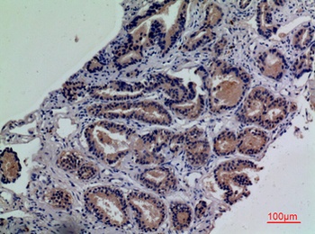 CD203c rabbit pAb Antibody