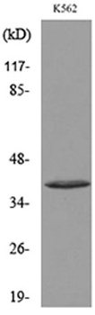 CD207 rabbit pAb