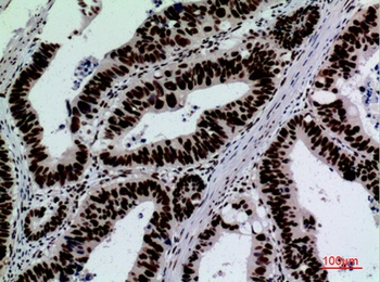 CD328 antibody