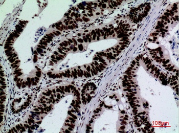 CD328 rabbit pAb