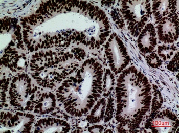 CD328 rabbit pAb
