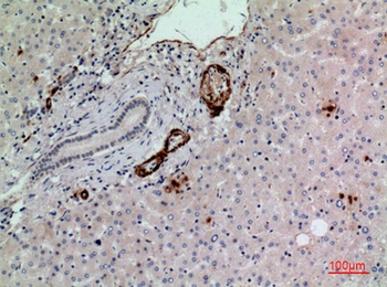 CD241 antibody