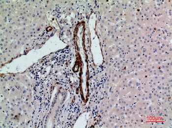 CD241 rabbit pAb