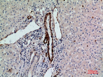 CD241 antibody