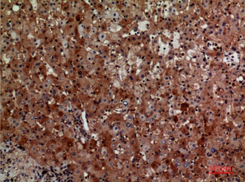 CD276 rabbit pAb