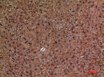 CD276 rabbit pAb