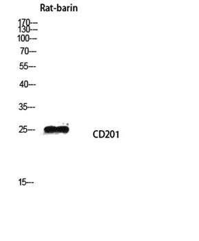 CD201 antibody