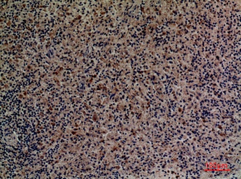 CD201 rabbit pAb
