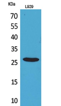 CD159a/c antibody