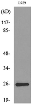 CD159a/c antibody