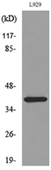 CKR-3 antibody