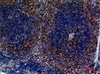CKR-4 rabbit pAb