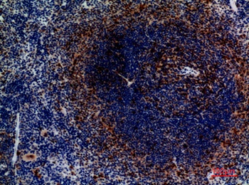 CKR-4 rabbit pAb