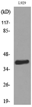 CKR-4 rabbit pAb