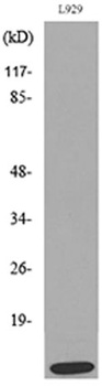 MCP-2 antibody