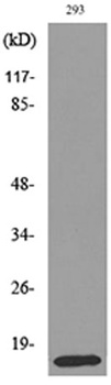 PSP antibody