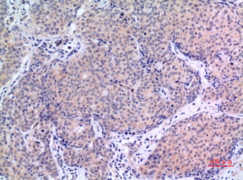 VGF rabbit pAb