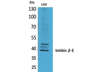 Inhibin β-E rabbit pAb