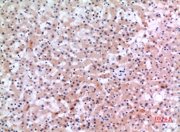 Inhibin β-E rabbit pAb