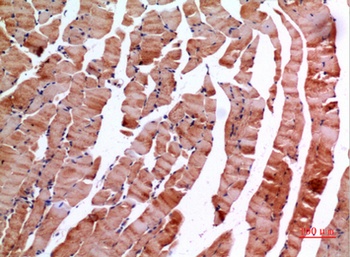 Inhibin β-E rabbit pAb