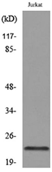 IFN-ε rabbit pAb