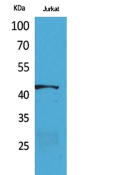 E2F-4 antibody