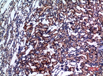 E2F-4 antibody