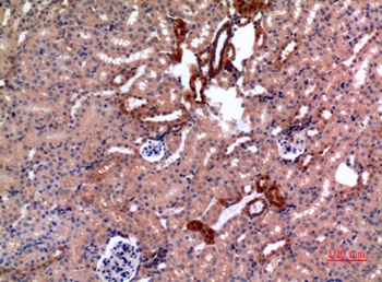 E2F-4 antibody