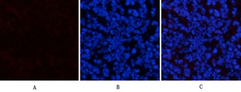 EPAS-1 antibody