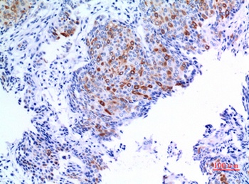 Keratin-pan rabbit pAb