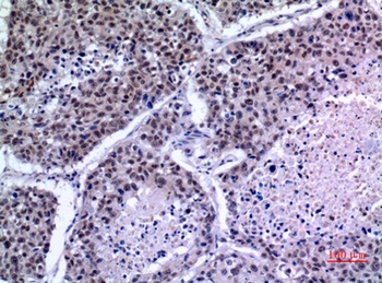 KLF13 antibody