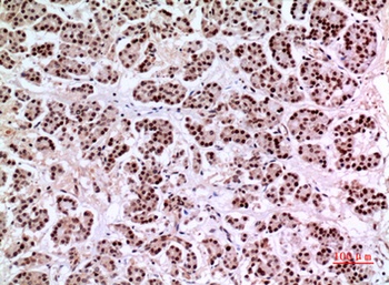 KLF13 antibody