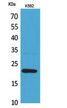 IL6 antibody