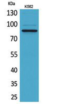 MPO rabbit pAb Antibody