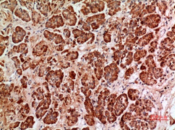 HPA1 antibody