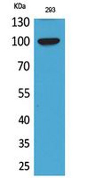 Autotaxin rabbit pAb Antibody