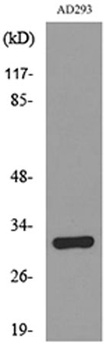 Bag-1 rabbit pAb