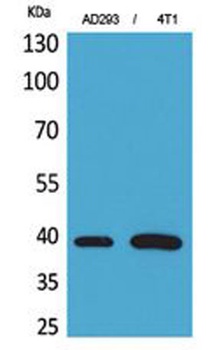 Troponin T-C rabbit pAb