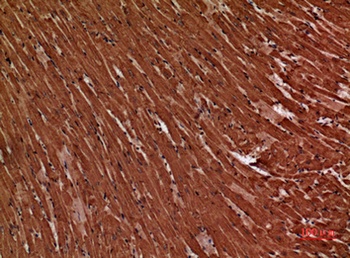 Troponin T-C rabbit pAb