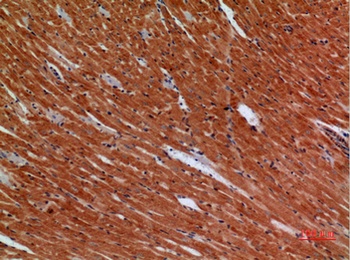 Angptl1 antibody