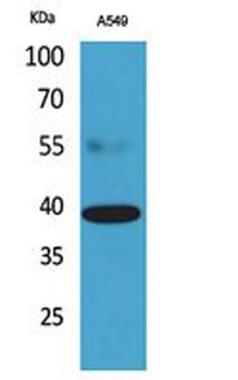 CGR19 rabbit pAb Antibody