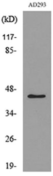 SCYL1BP1 rabbit pAb
