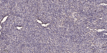 SCYL1BP1 rabbit pAb