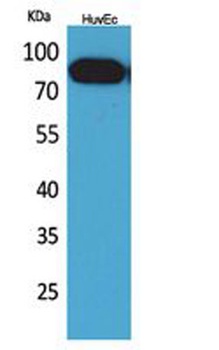 CD71 antibody