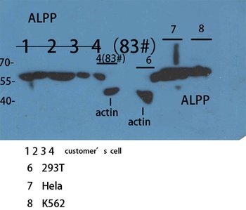 ALPP antibody