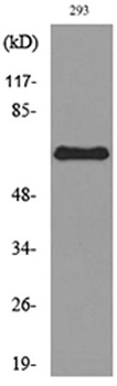 ALPP antibody