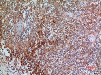 CGREF1 rabbit pAb