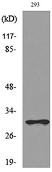 CGREF1 rabbit pAb