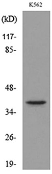 Connexin-40 rabbit pAb