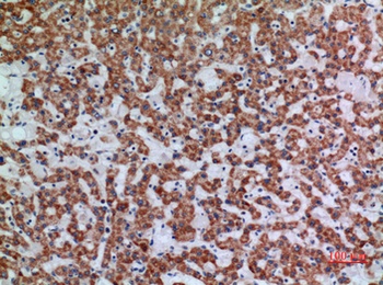 Apaf-1 antibody